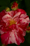 Rosa gallica 'Versicolor' RCP6-06 a 313 syn 'Rosa Mundi'.jpg